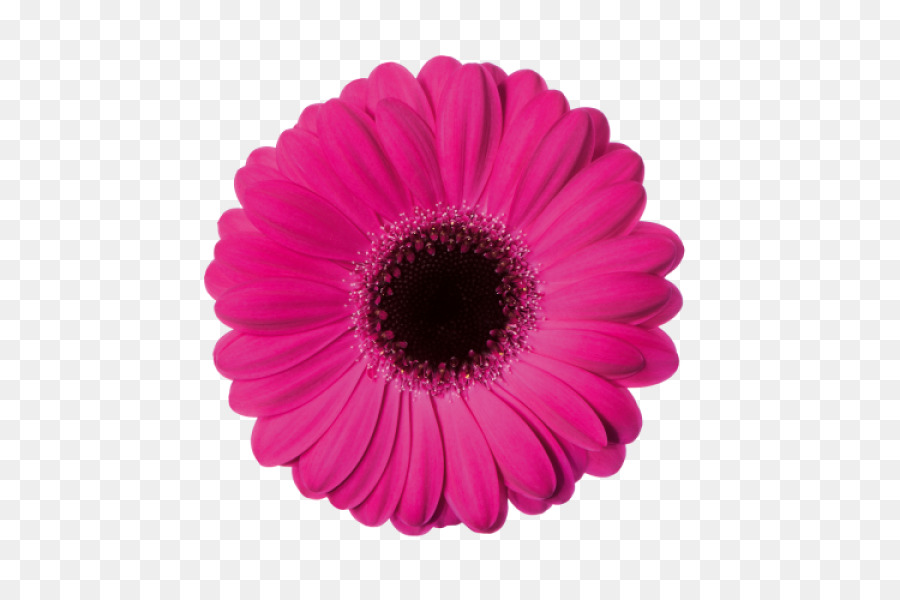 Flor，Florecer PNG