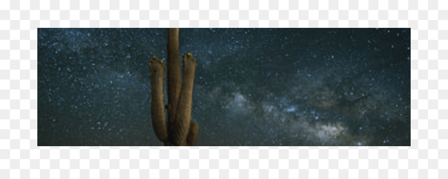 Saguaro，La Madera PNG