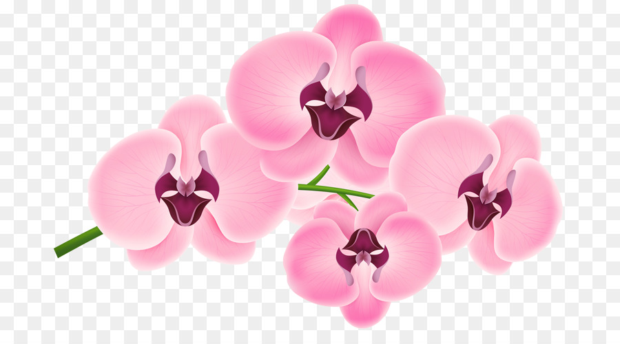 Orquídea，Rosa PNG