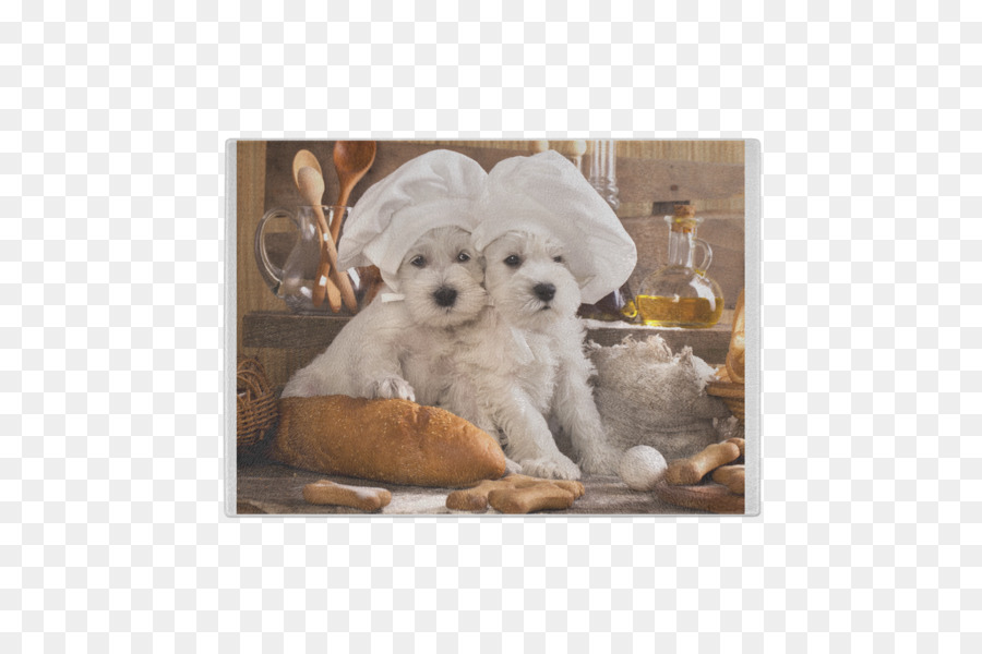 West Highland White Terrier，Cachorro PNG