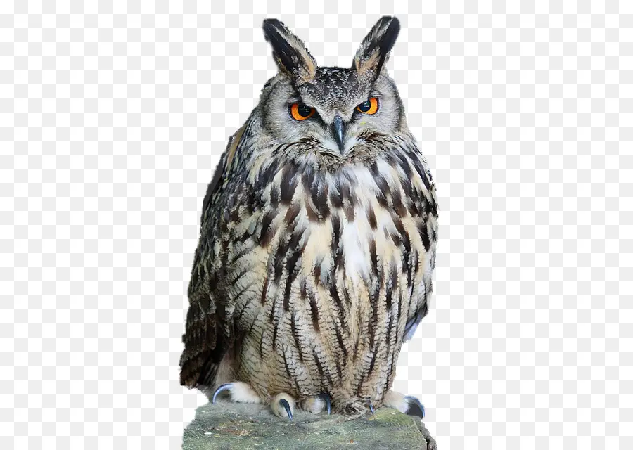 Eurasia Eagleowl，Cárabo PNG