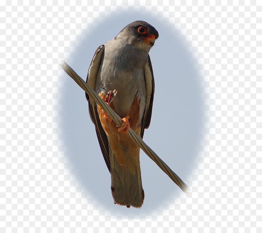 Redfooted Falcon，Amur Falcon PNG