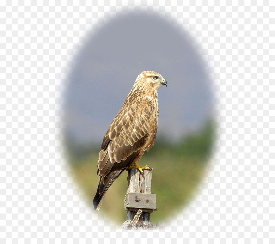 Hawk，Buzzard PNG