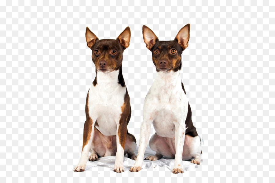 Raza De Perro，Fox Terrier Miniatura PNG