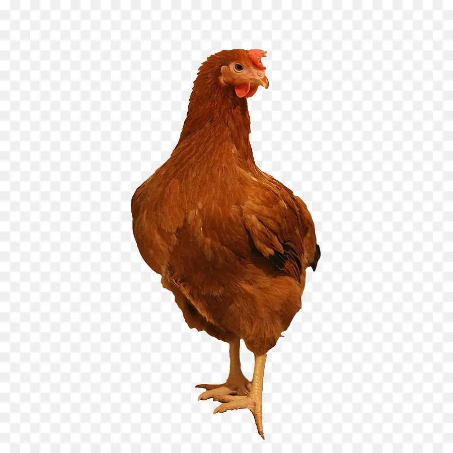 Gallo，Pollo Leghorn PNG