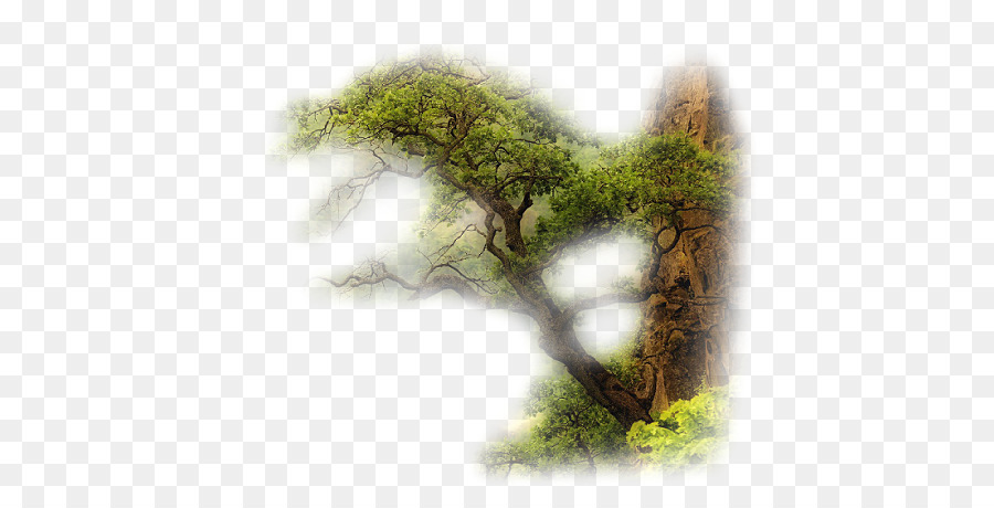 árbol，Buon Oi Chao Mi PNG