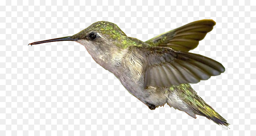 Colibrí，Alas PNG