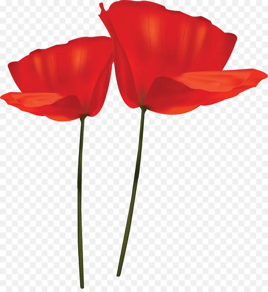 Amapolas，Rojo PNG