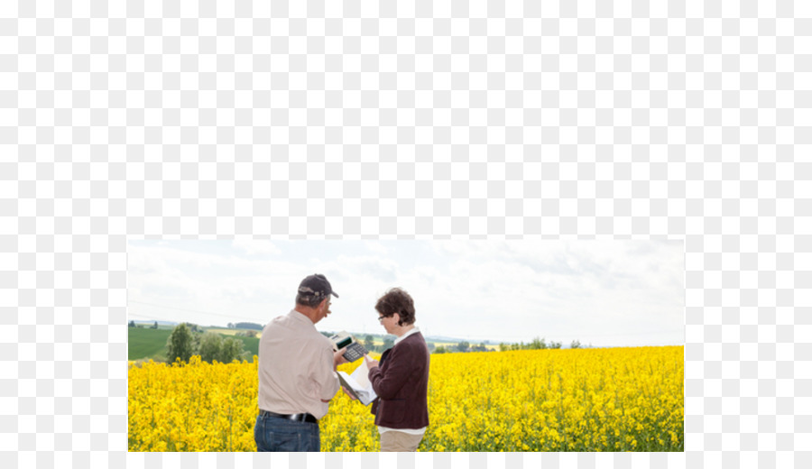 Canola，Una Fotografía De Stock PNG