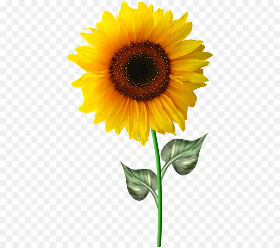 Common Sunflower，Flower PNG