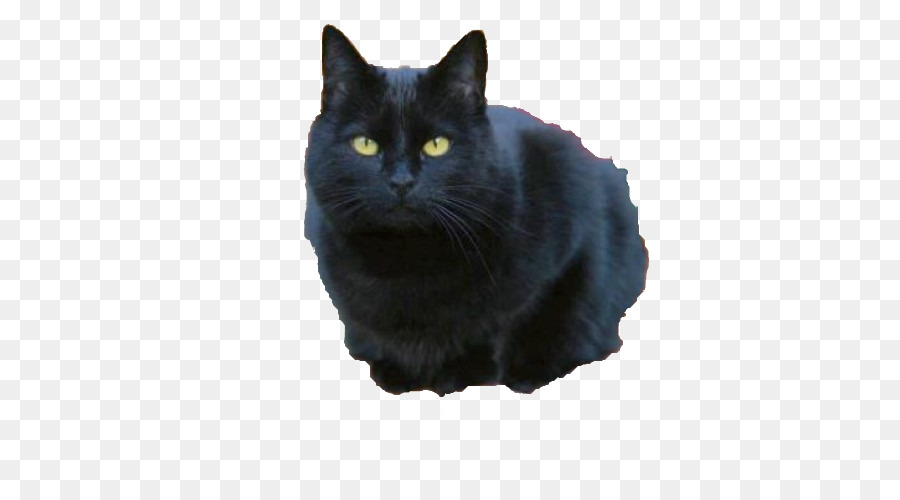 Gato De Bombay，Nebelung PNG