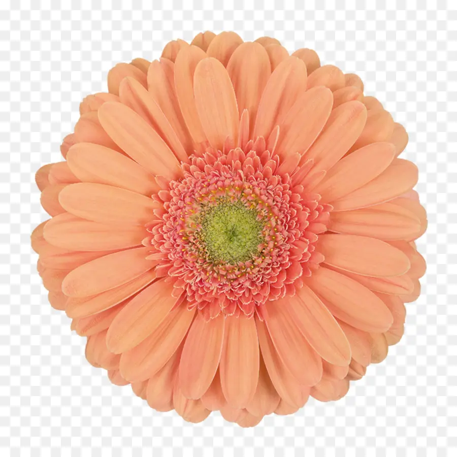 Transvaal Daisy，Una Fotografía De Stock PNG