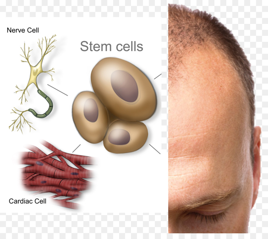 Células Madre，Stemcell Terapia PNG