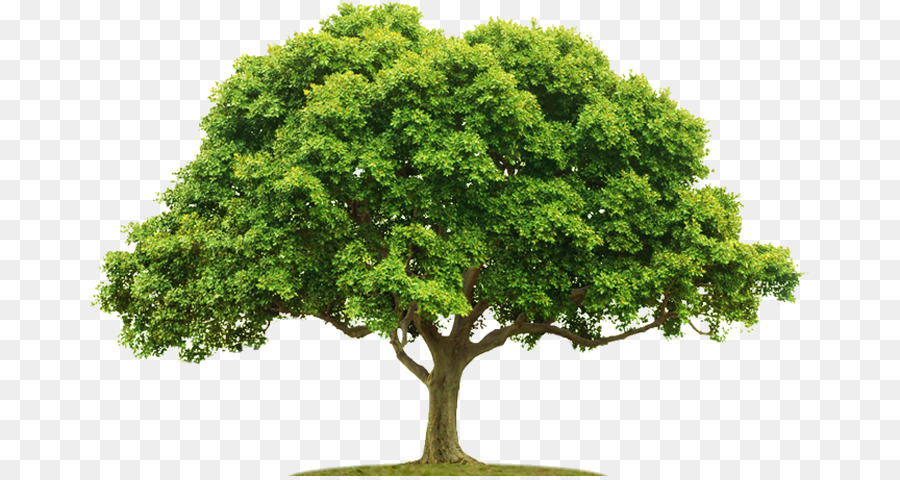 árbol Verde，Hojas PNG