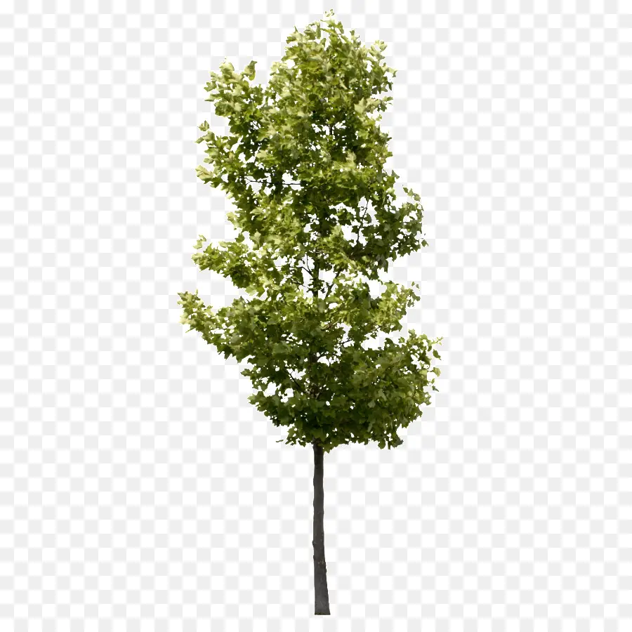 Rama，American Sycamore PNG