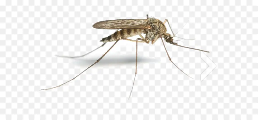 Mosquito，Los Mosquitos Volando PNG