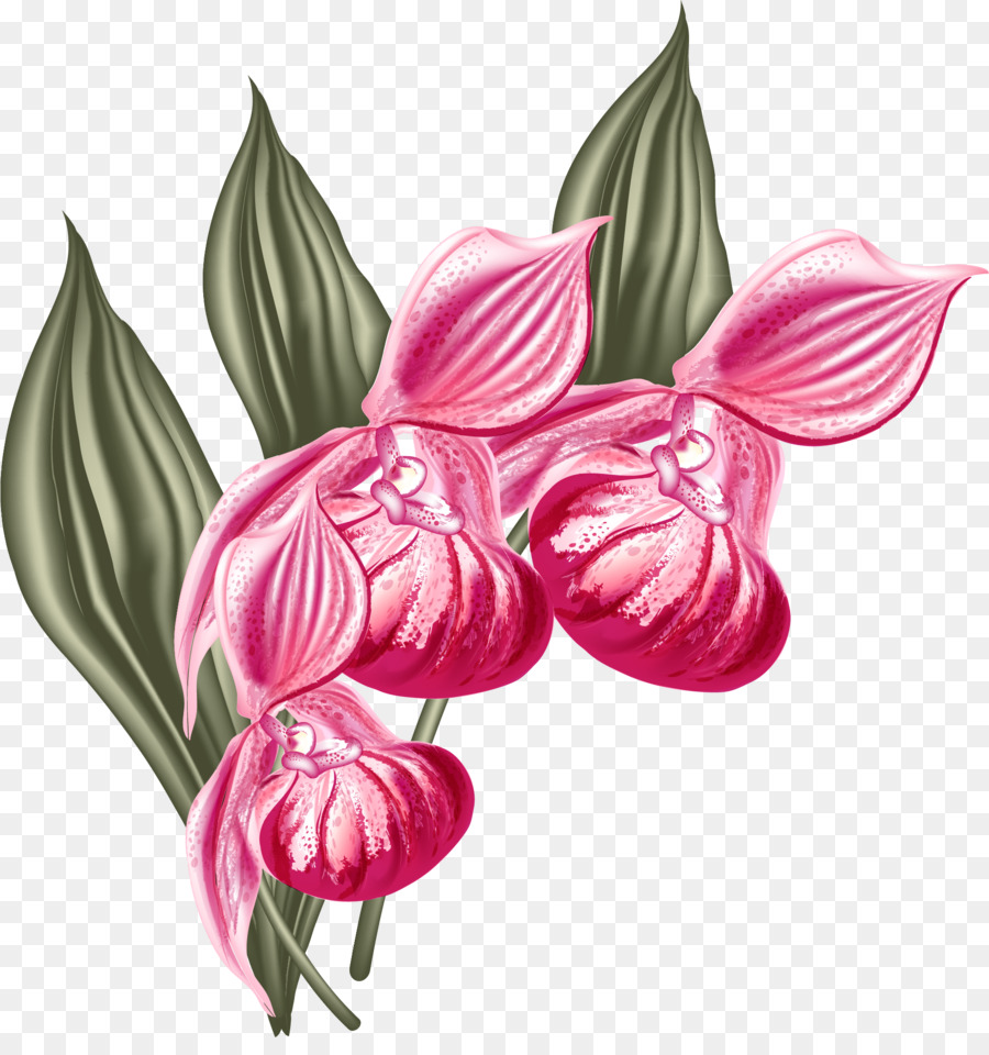 La Polilla De Las Orquídeas，Diseño Gráfico PNG