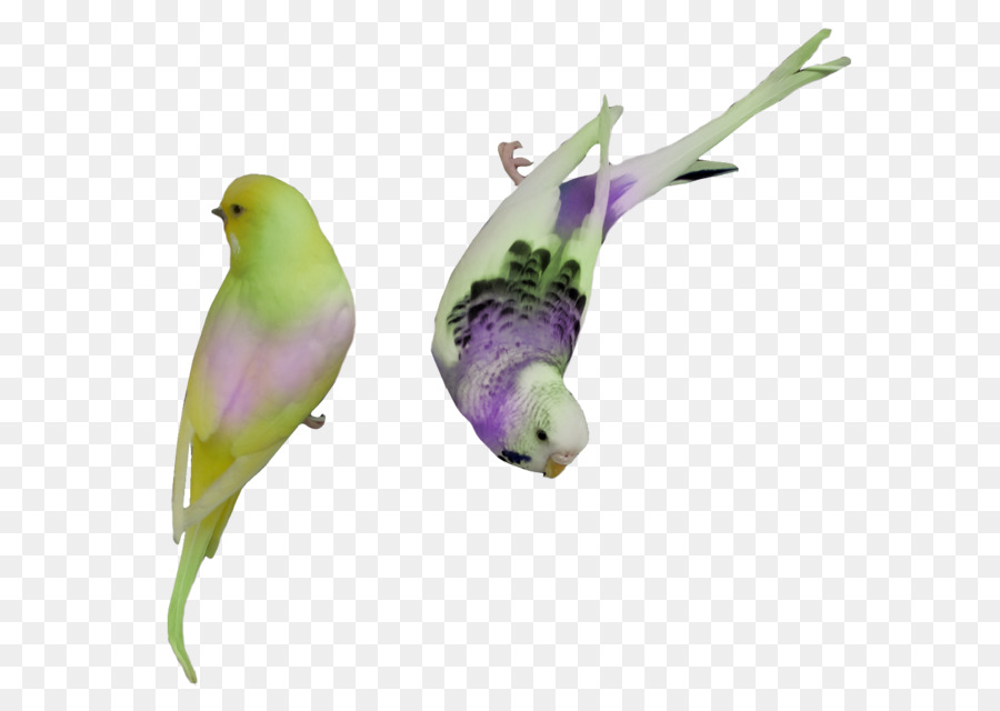 Pájaro，Loro PNG