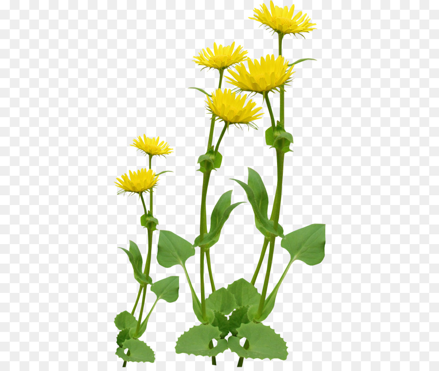 Flores Amarillas，Tallos PNG