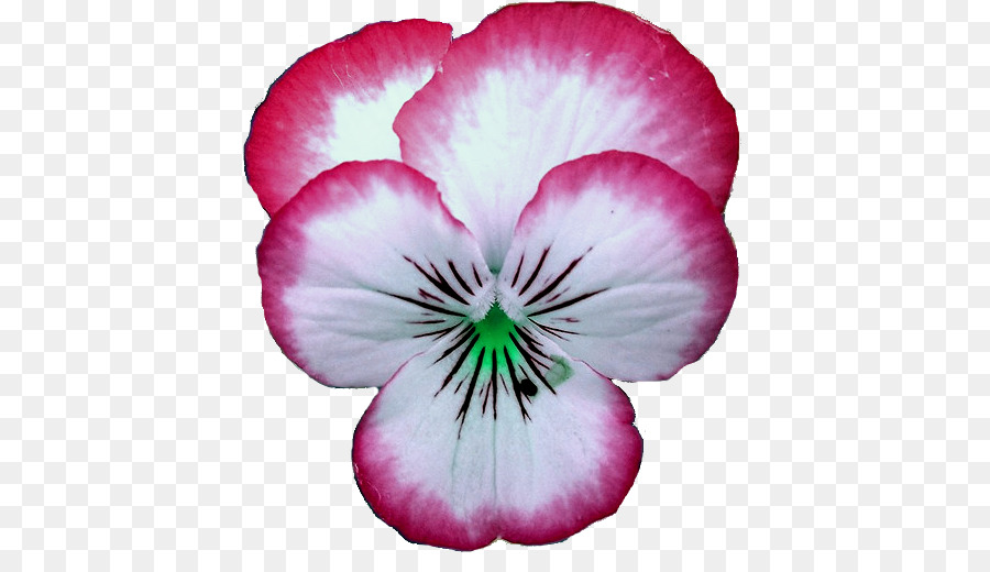 Pansy，Grúa Sbill PNG