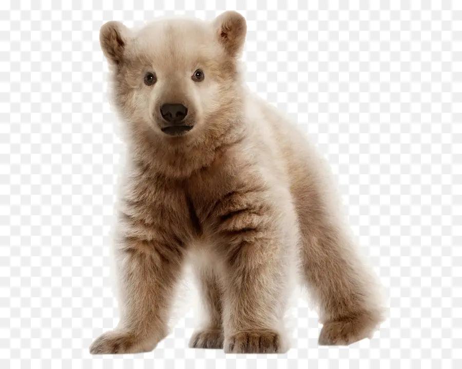 Oso Polar，Oso PNG