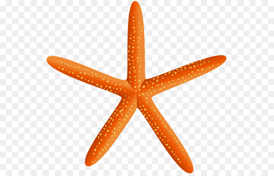 Estrella De Mar，Marina PNG