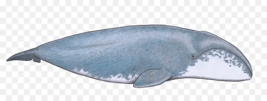 Ballena Azul，Marina PNG