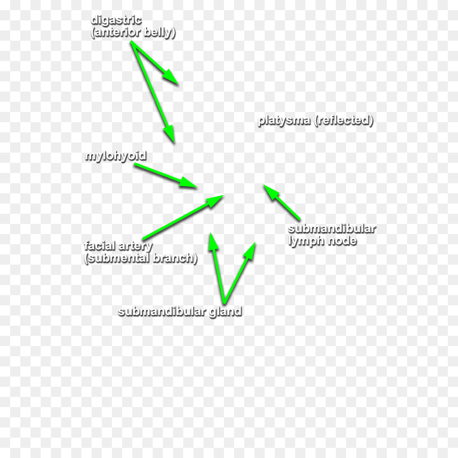 Digastric Muscular，La Glándula Submaxilar PNG