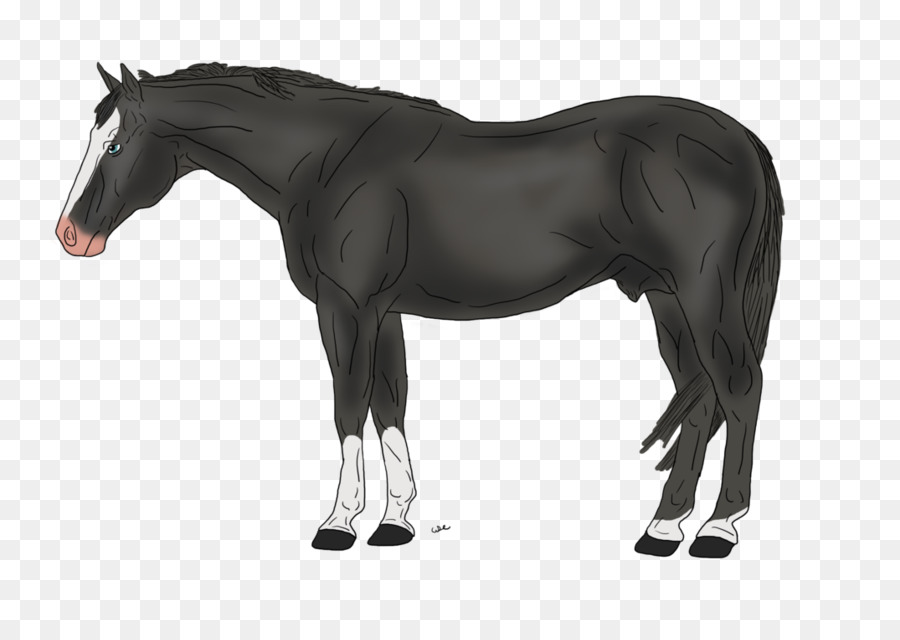 Caballo，Equino PNG