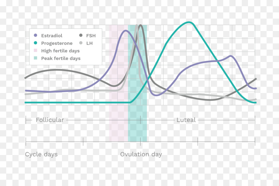 La Fertilidad，La Ovulación PNG