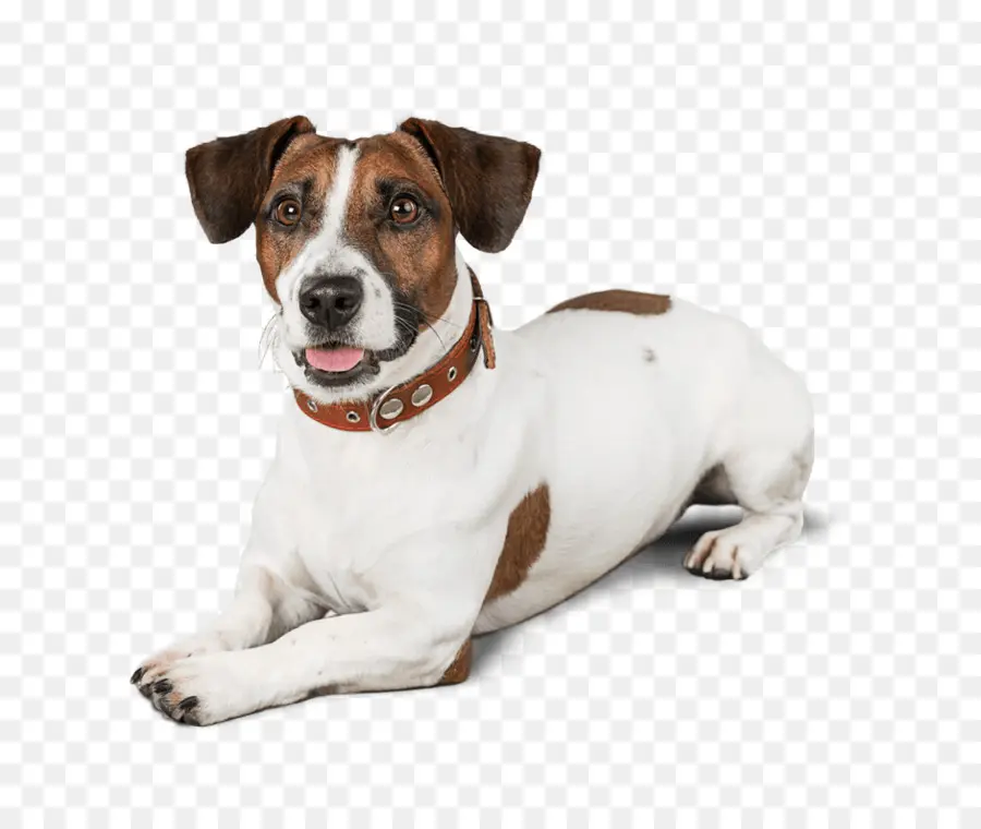 Perro，Mascota PNG