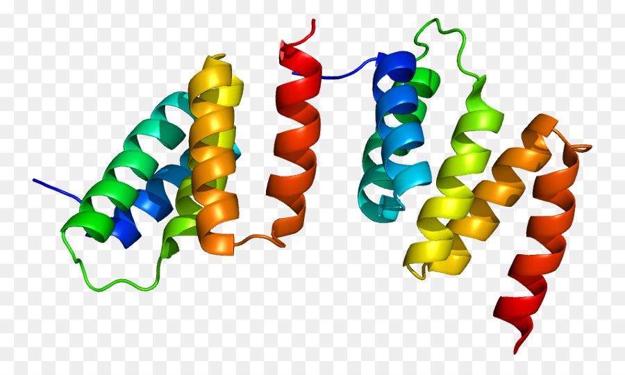 Estructura De La Proteína，Biología PNG