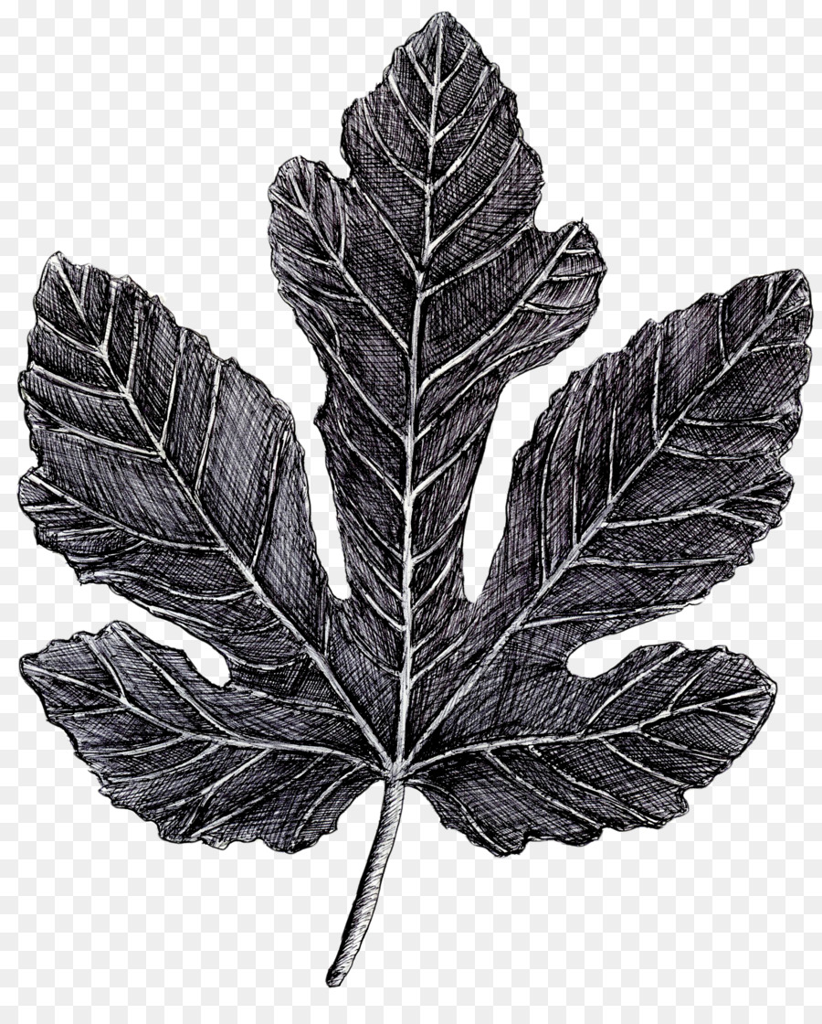 Hoja，Árbol PNG