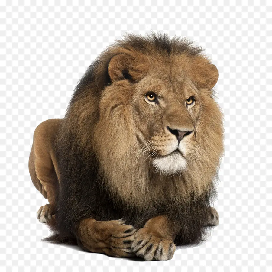 León，Lionhead Conejo PNG