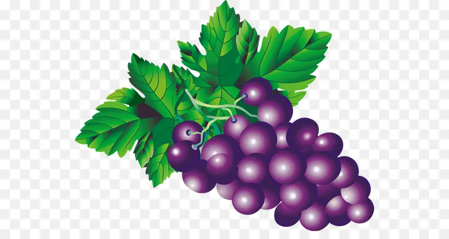 Uvas，Enredadera PNG