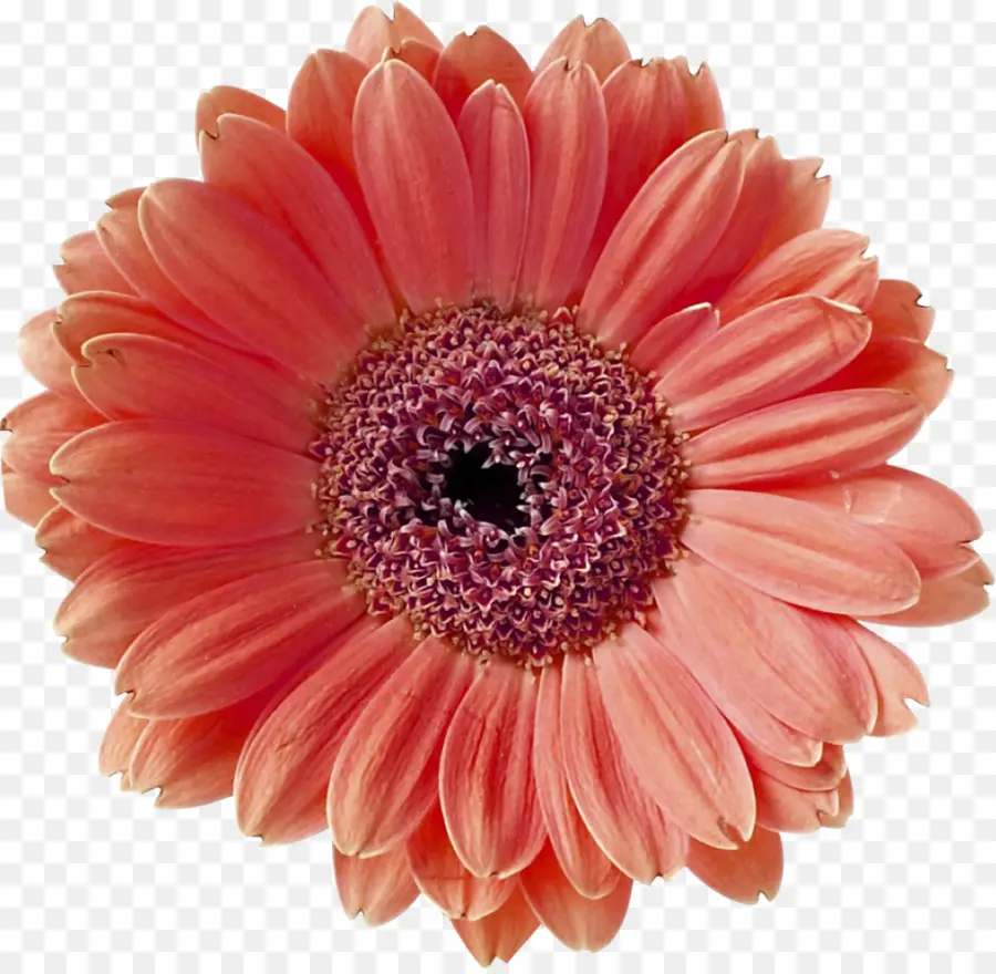 Barberton Daisy，Coral PNG