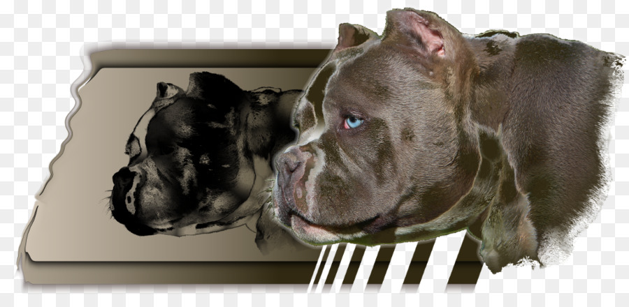 Raza De Perro，Cane Corso PNG