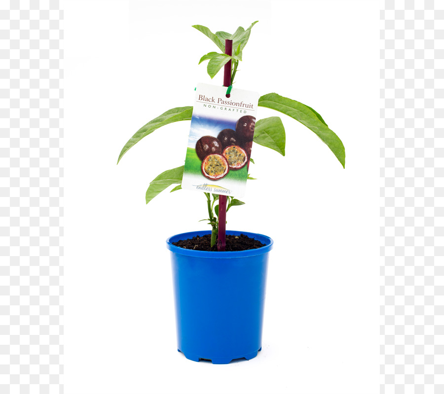 árbol，Maceta PNG