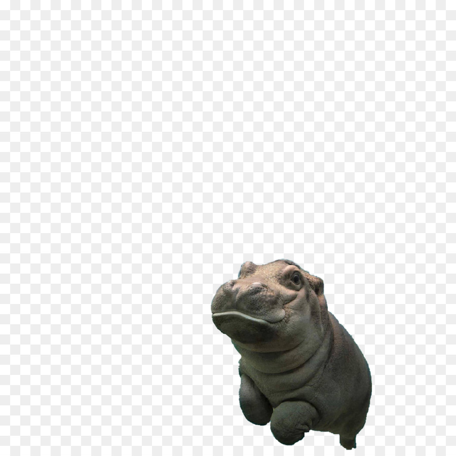 Hipopótamo，Animal PNG