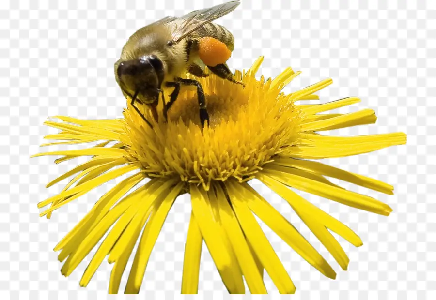 Abeja En Flor，Polinización PNG