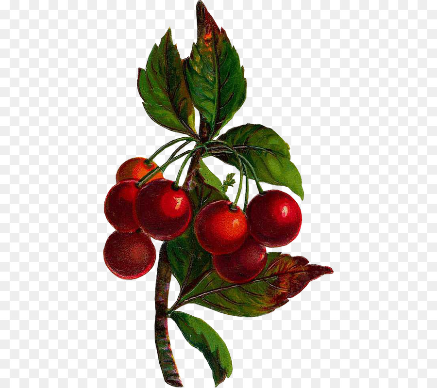 Manzanas Y Cerezas，Fresco PNG