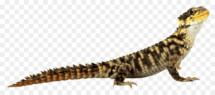 Lagarto，Reptil PNG