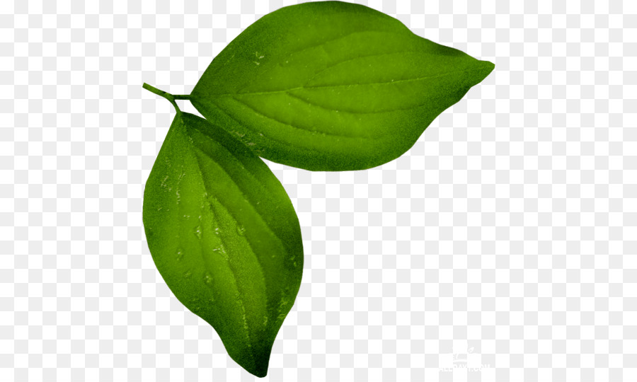 Hojas Verdes，Naturaleza PNG