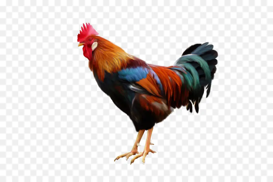 Pollo，Pájaro PNG