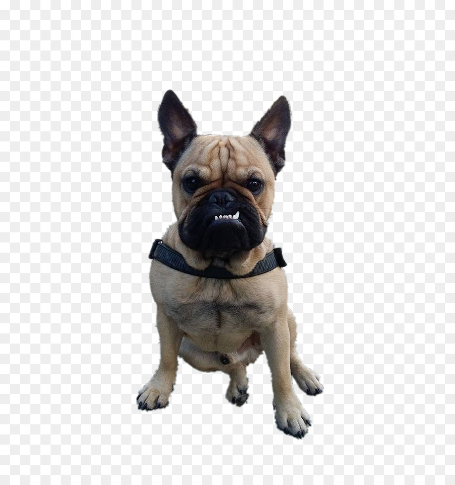 Bulldog Francés，Perro PNG