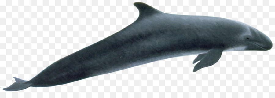 Ballena，Océano PNG