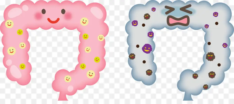 Intestinos Sanos Y No Saludables，Dibujos Animados PNG