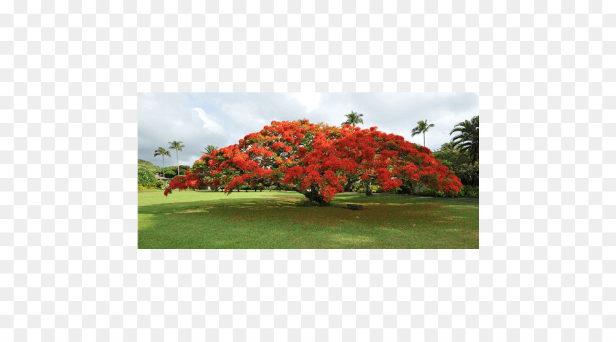 Royal Poinciana，árbol PNG