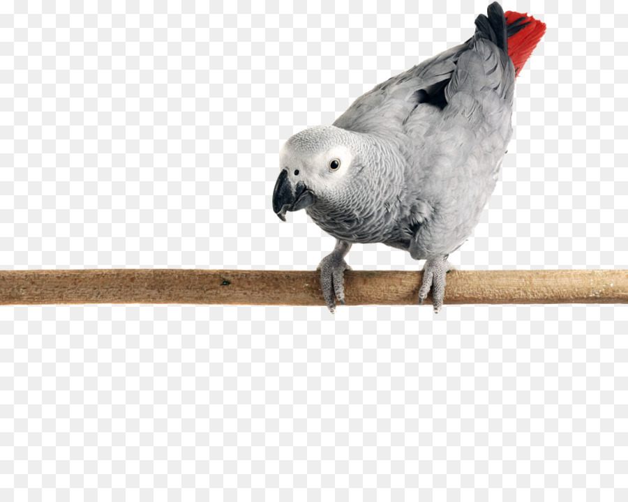 Pico，Pluma PNG