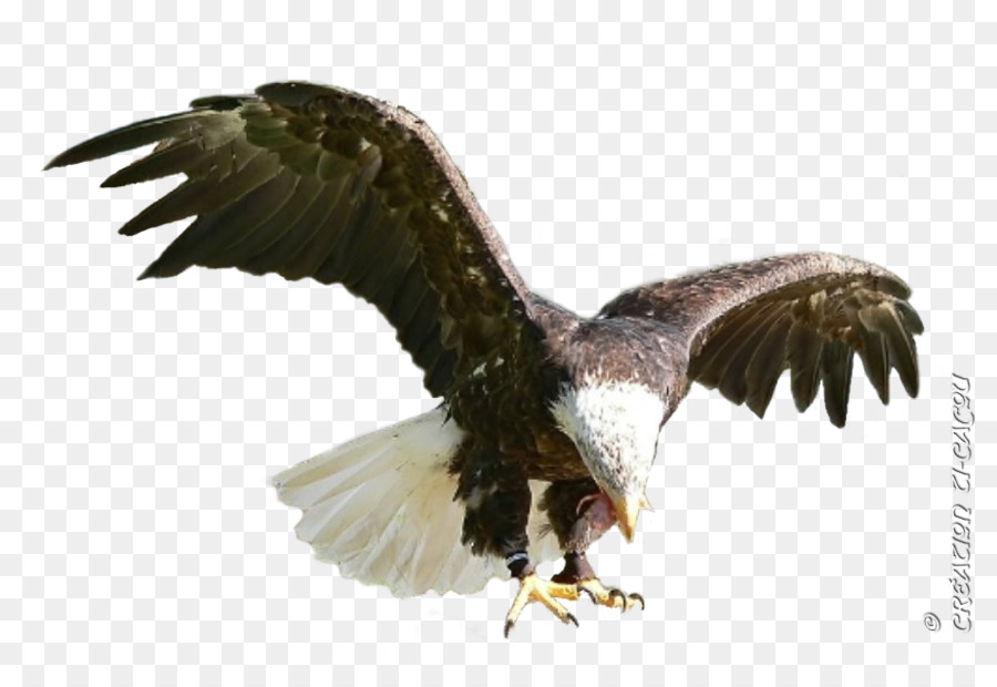 águila Calva，Buzzard PNG